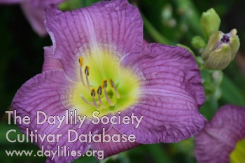 Daylily Lavender Luxury
